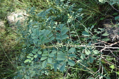 Indigofera caerulea